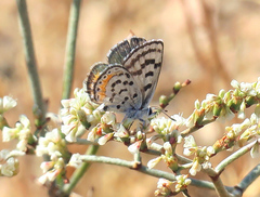 Euphilotes pallescens