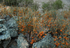 Ephedra intermedia