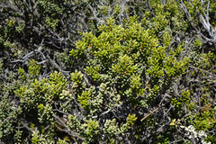 Olearia cymbifolia