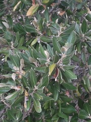 Olearia traversiorum