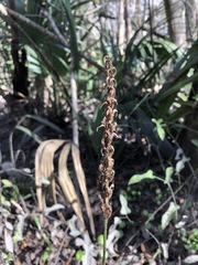 Spiranthes odorata