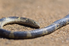 Hydrophis elegans