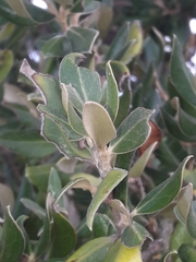Olearia traversiorum