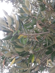 Olearia traversiorum