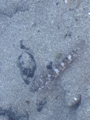 Mauligobius maderensis