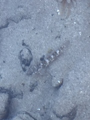 Mauligobius maderensis