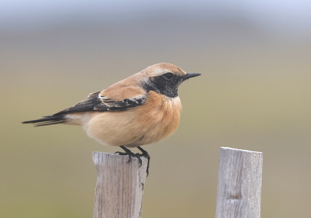 Desert Wheatear
