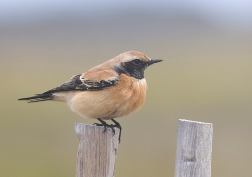 Desert Wheatear (Oenanthe deserti), photo 8