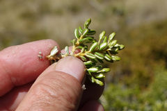 Olearia cymbifolia
