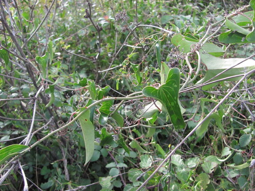 Smilax aspera: Herkunft und Verwendung — Foto 1