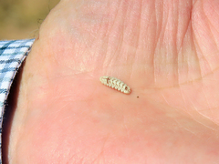 Euphilotes pallescens