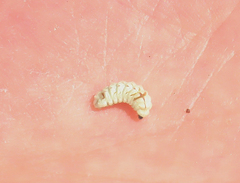 Euphilotes pallescens