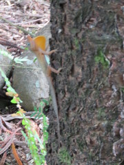 Anolis oculatus