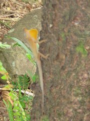 Anolis oculatus