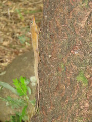 Anolis oculatus