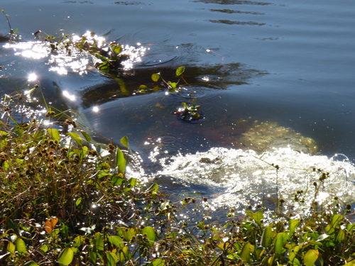 American Alligator photographed in Arkansas