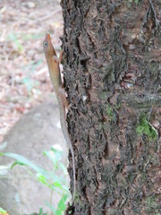 Anolis oculatus