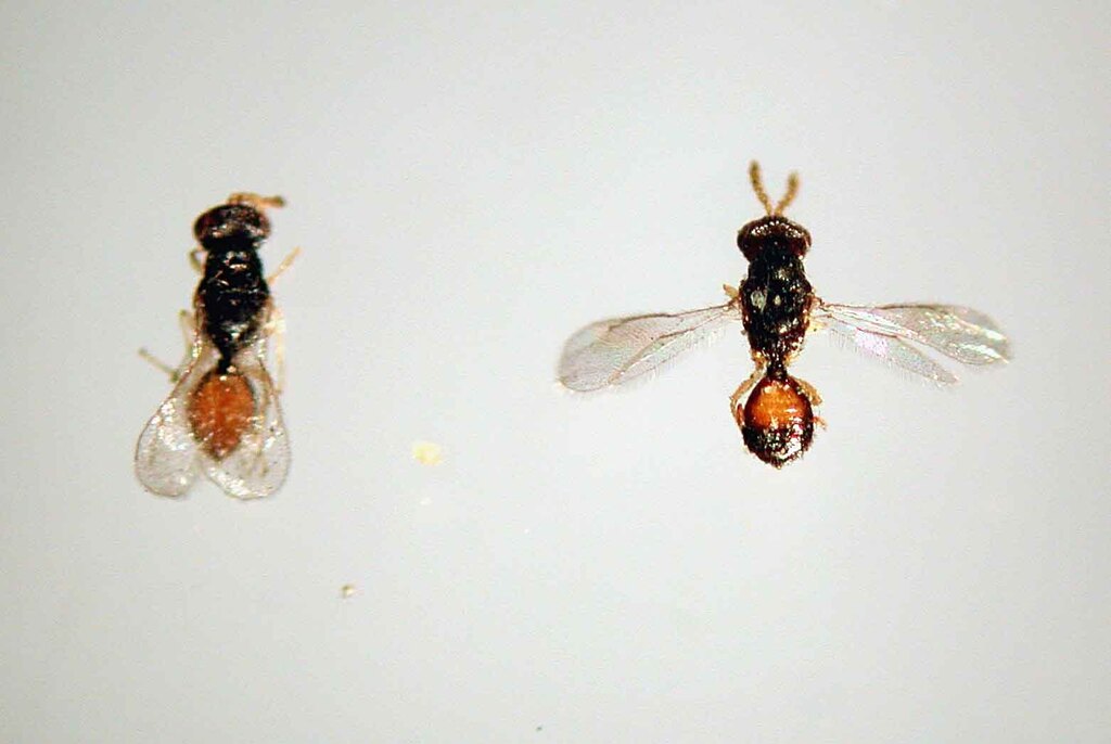 Semielacher petiolata