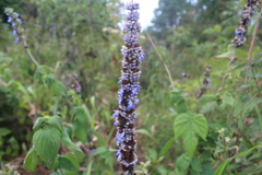 Salvia mocinoi
