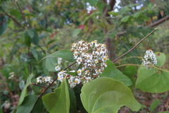 Alloispermum integrifolium