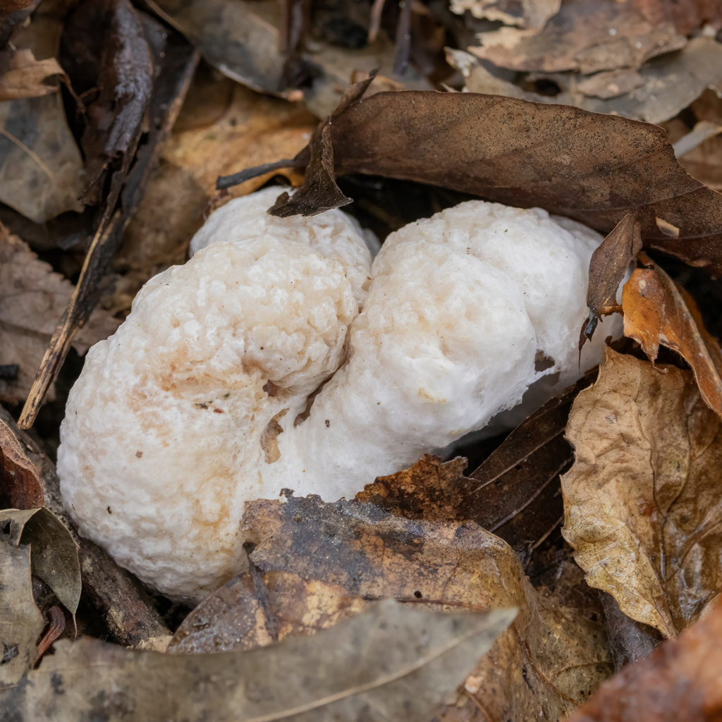 Entoloma abortivum · December 2025 · photo: © kodiakgarden (iNaturalist, cc0)