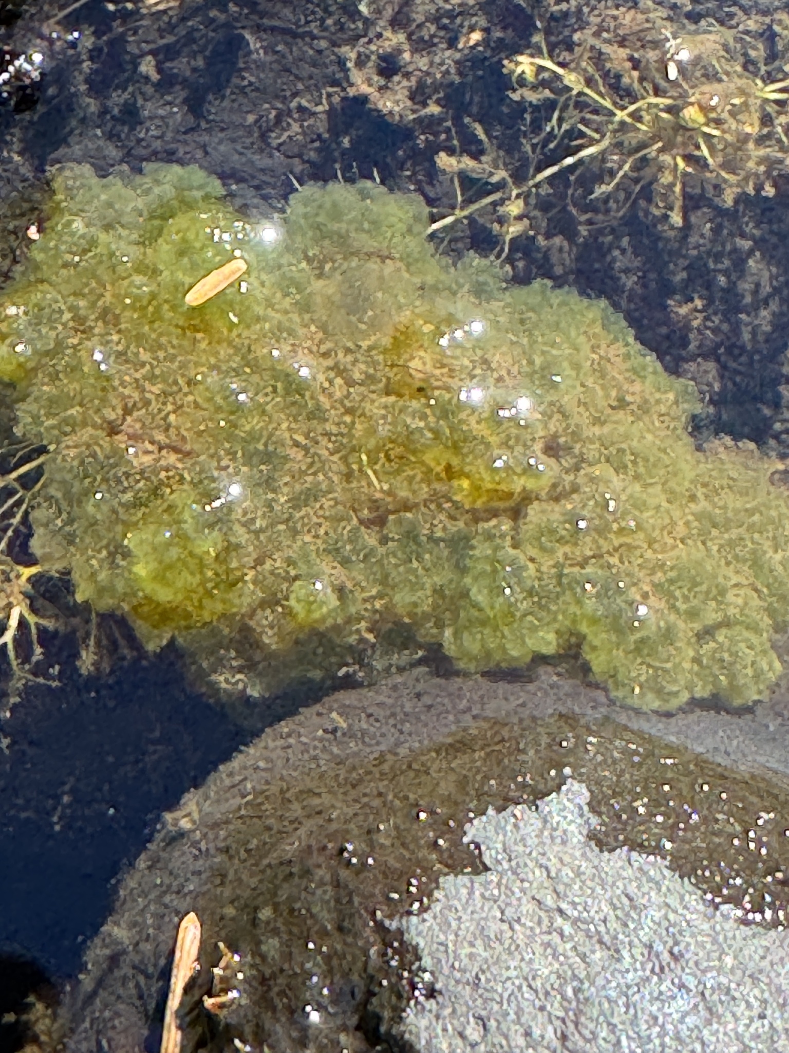 Chaetopeltidaceae