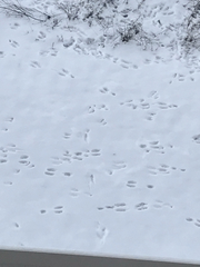 Sylvilagus floridanus