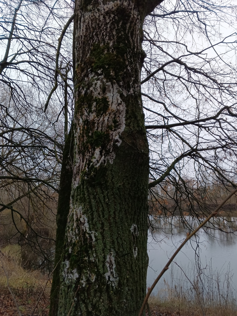 Athelia arachnoidea · December 2025 · photo: © anastasia_surkova (iNaturalist, cc-by)