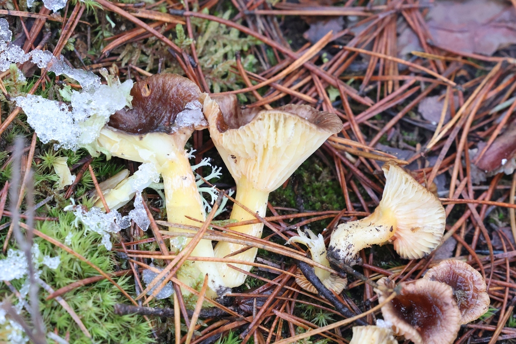 Hygrophorus hypothejus · November 2025 · photo: © andrejus (iNaturalist, cc-by)