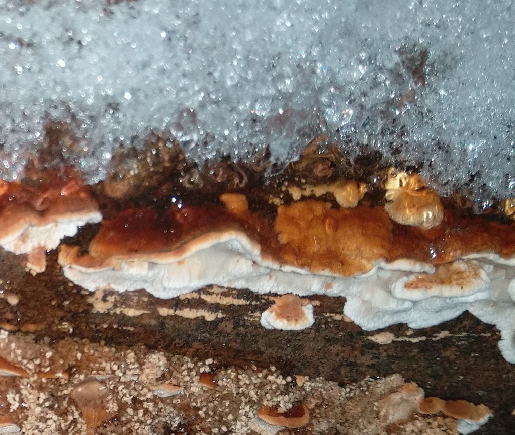 Fomitopsis serialis