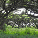 Acacia lahai