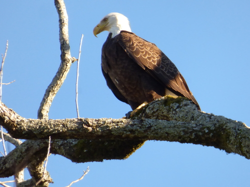 Bald Eagle photographed in Arkansas
