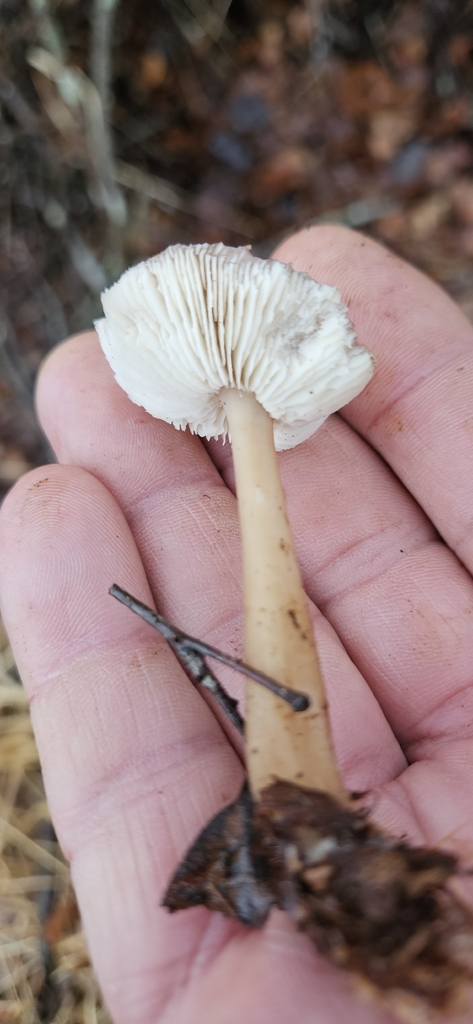 Rhodocollybia asema · December 2025 · photo: © run4 (iNaturalist, cc-by)