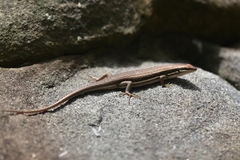 Trachylepis gravenhorstii