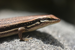 Trachylepis gravenhorstii