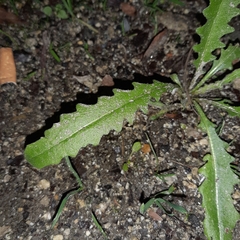 Hypochaeris radicata