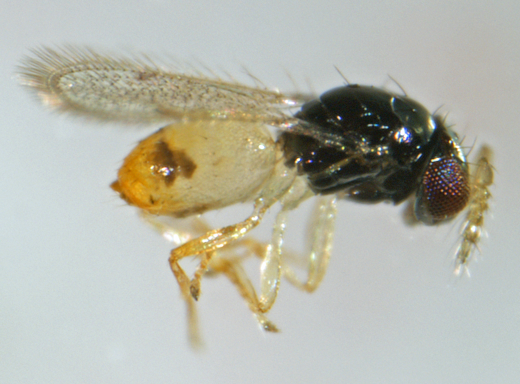 Thripobius semiluteus