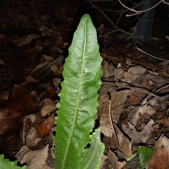 Hypochaeris radicata