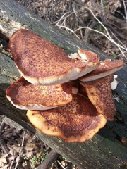 Polyporus tuberaster