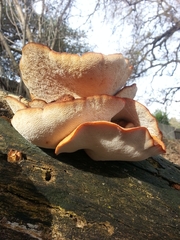 Polyporus tuberaster