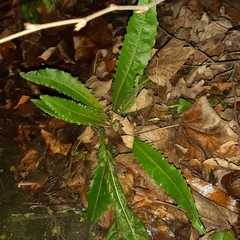 Hypochaeris radicata