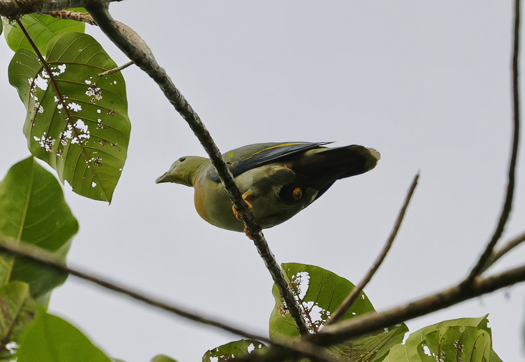 Large Green Pigeon (Treron capellei), photo 1