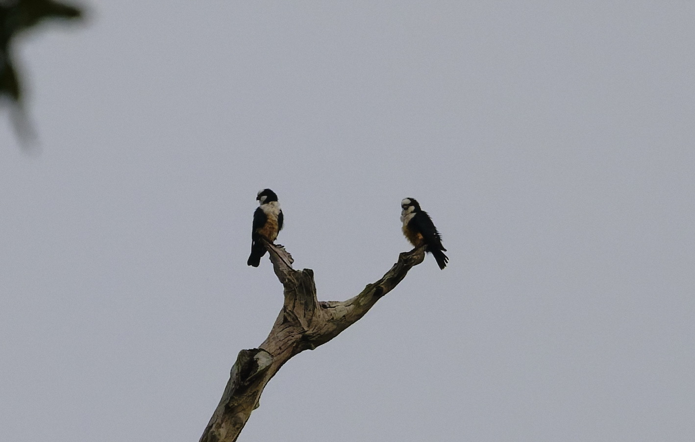 White-fronted Falconet (Microhierax latifrons), photo 5