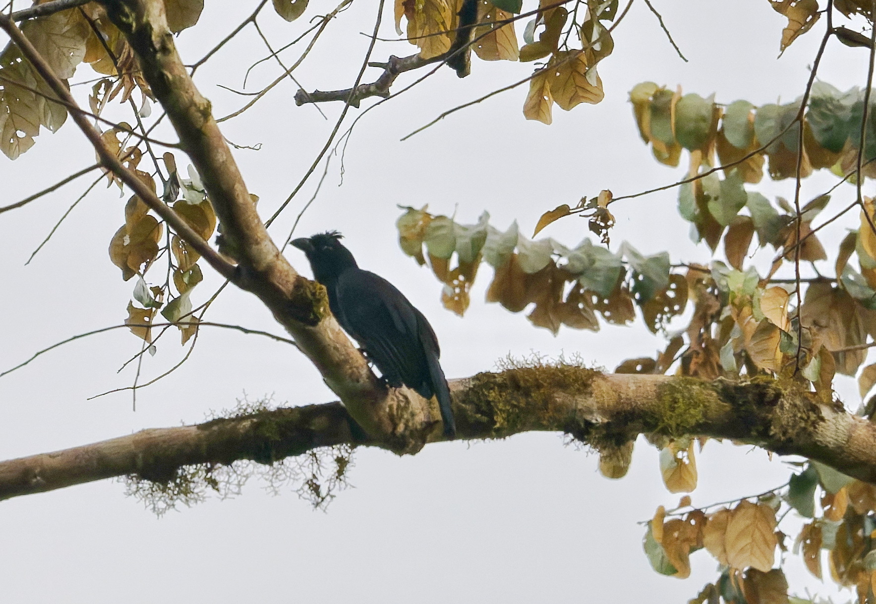 Bornean Black Magpie (Platysmurus aterrimus), photo 2