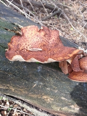 Polyporus tuberaster