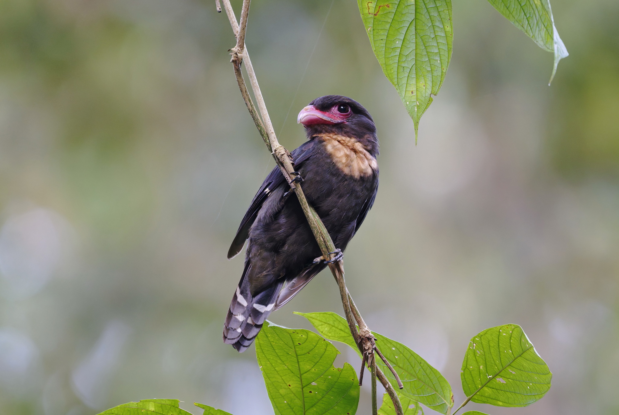 Dusky Broadbill (Corydon sumatranus), photo 7