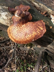 Polyporus tuberaster