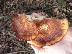 Polyporus tuberaster