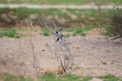 Lanioturdus torquatus