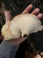 Polyporus tuberaster